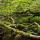 Photo d'arbres morts recouverts de mousse  dans la forêt de Chilly