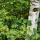 Image d'un bouleau au tronc blanc au milieu de feuilles vertes