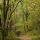 Image d'un sentier en sous bois à travers les couleurs chaudes de la forêt