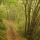 Photo d'un petit chemin dans les vapeurs matinales de la forêt en Haute Savoie