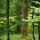 Photographie d'un tronc de chêne vu à travers le feuillage dans le forêt du Jura