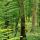 Photographie d'arbres dans la verdure de la forêt du Jura en été
