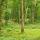 Photographie d'arbres et de fougères dans la forêt du Jura en été