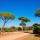 Image d'une piste forestière bordée de pins parasols dans la Plaine des Maures