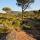 Image de pins parasols dans un paysage de la Plaine des Maures