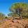 Photographie d'un pin parasol dans la Plaine des Maures