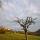 Photo d'un arbre mort sous les nuages