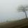 Photo d'un arbre dans le brouillard sur la crête de la montagne du Vuache en Haute Savoie.