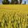 Image d'épis de blés dans un champ en Haute Savoie
