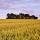 Image d'un champ de blé au crépuscule