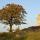 Photographie d'un arbre en automne près des ruines d'un vieux château