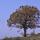 Photo d'un arbre d'automne à l'heure bleue