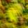 Photographie abstraite d'herbes d'automne