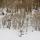 Photographie de forêt sous la neige dans le Massif des Bauges
