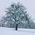 Image d'un arbre fruitier sous la neige