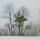 Photographie d'une haie dans un paysage d'hiver