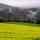 Image d'un champ de colza en automne entre Chaumont et Musièges en Haute Savoie
