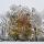 Image d'une haie d'automne dans la neige et de brouillard