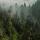 Photographie de la brume matinale dans la forêt du Haut Jura