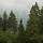 Photo de la brume matinale sur les épicéas du Haut Jura