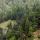 Photo d'une forêt de conifères dans les montagnes du Haut Jura
