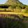 Photographie d'épilobes fleuris devant le Mont Gerbier de Jonc en Ardèche