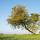 Photo d'un arbre d'automne sur fond de ciel bleu dans la campagne de Haute Savoie