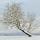 Image d'un paysage hivernall avec un arbre enneigé dans la campagne de Haute Savoie