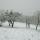 Photographie de vieux arbres fruitiers sous la neige en Haute Savoie