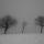 Image de trois arbres dans la neige et le brouillard