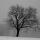 Image d'un arbre dans le brouillard en hiver