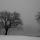 Photographie d'arbres dans le brouillard d'hiver