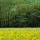 Photo du jaune du colza et de la verdure printanière en Haute Savoie
