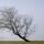 Photo d'un arbre dans le brouillard d'un début d'hiver