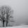 Photo d'arbres dans le brouillard un matin d'hiver