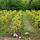 Photo de rangées de vignes en automne au pays de la Roussette