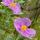 Photographie de fleurs de ciste dans le Massif des Maures