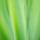 Photographie de feuilles d'iris