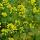 Photo de fleurs de colza en Haute Savoie