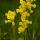 Photo de fleurs de Coucou ou Primula Veris au printemps