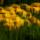 Photographie d'un bouquet de pissenlits dans un champ
