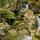Photo de petites chutes d'eau dans les rochers des ruisseaux de Saparelle en Haute Corse