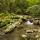 Photographie du torrent du Fornant courant en sous bois