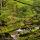 Photographie de la Valserine cascadant à travers la forêt du Parc Naturel Régional du Haut Jura