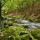 Image de la rivière de la Valserine à travers la forêt de printemps