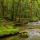 Image du torrent du Hérisson à travers la forêt du Jura