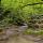 Image du ruisseau du Castran serpentant dans un sous bois de printemps