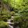 Photographie des berges du Castran dans un sous bois de printemps