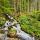 Image d'un ruisseau de printemps cascadant à travers la forêt de la Valserine