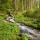 Photo d'un torrent de printemps dans la forêt de la Valserine